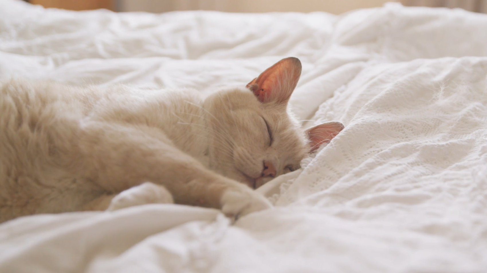 stemactive-pets